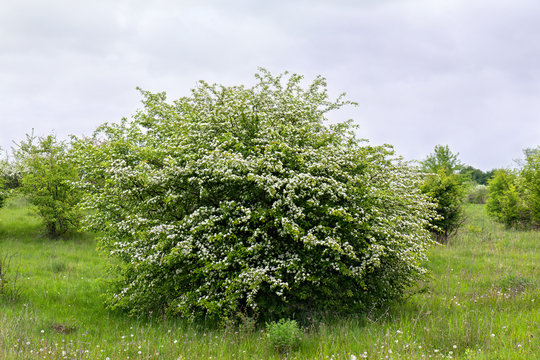 Blooming hawthorn in garden (Crataegus monogyna). Common names: common hawthorn, single-seeded hawthorn, thornapple, May-tree, whitethorn, mayblossom, maythorn, quickthorn, motherdie, haw or hawberry