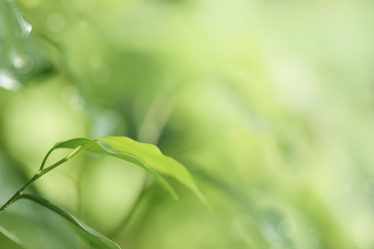 Natural green background, defocused image of green leaves