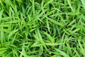 Green grass background