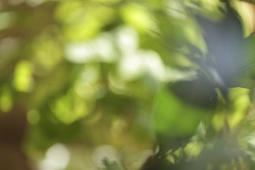 Natural green background, defocused image of green leaves