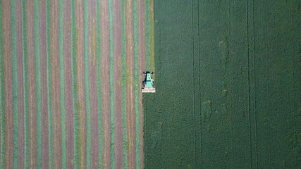 Combine harvester in a green field -  Aerial image