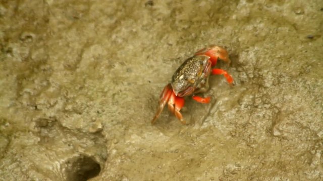 Fiddler crab feeding on the beach