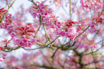japanese cherry tree blossoms