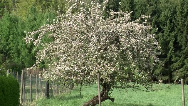 Ein alter krummer Apfelbaum in voller Bl&uuml;te