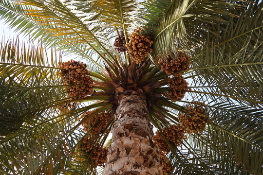 Arabian dates palm
