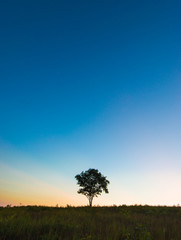 Fototapeta na wymiar Alone tree on meadow at sunset blue sky