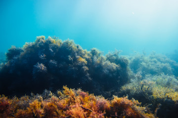 Sun rays and stones with seaweed in underwater. Ocean flora