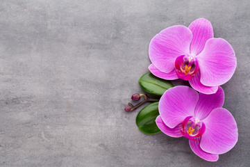 Pink orchid on the grey background. © gitusik