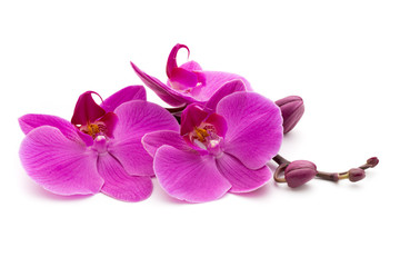 Fototapeta na wymiar Pink orchid on the white background.