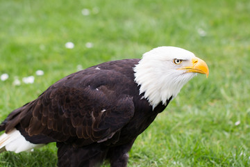 Fototapeta premium Portrait of a bald eagle on grass.