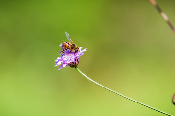 Bee on pink flower. Summer background. The bee collects pollen