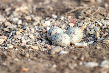 Black-Winged Stilt