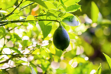 Green lemon fruit on tree. Summer background