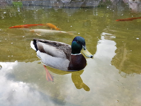 Canard Col Vert qui nage avec les Carpes Koi