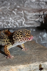 Leopardgecko steckt die Zunge raus