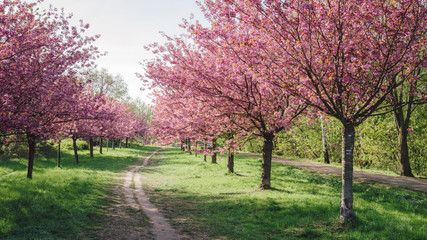 Obraz premium japanese cherry tree blossoms