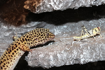 Leopardgecko