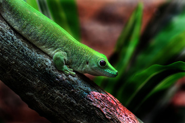 Taggecko