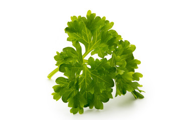 Fresh parsley herb leaves isolated on white background.
