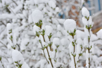 Branch of a plant in the spring in the snow