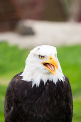 Portrait of a bald eagle on grass.
