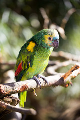 Parrot portrait of bird. Wildlife scene from tropic nature.
