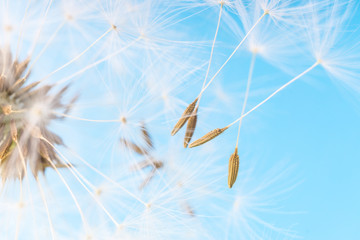 Dandelion abstract background. White blowball over blue sky