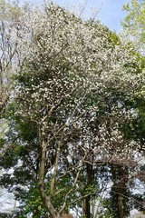 昭和記念公園の新緑