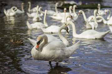 White swans on the Vltava River, Prague, Czech Republic, Europe