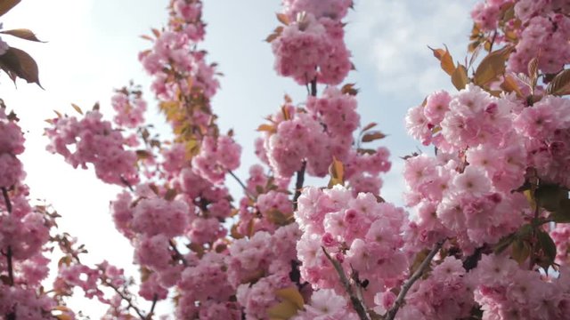 Spring footage with blossoming Japanese oriental cherry, sakura blossom, pink buds soft focus