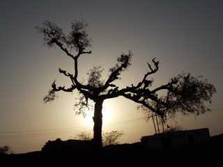A VERY BEAUTIFUL LANDSCAPE OF SUN BEHIND A TREE ON THAR DESERT JAISALMER RAJASTHAN INDIA