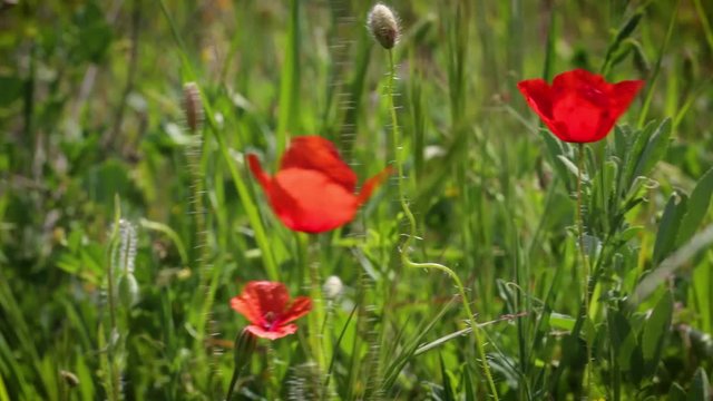 Amapolas meci&eacute;ndose con el viento