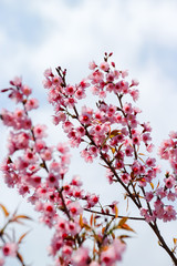 Wild Himalayan Cherry Flower