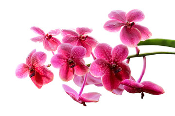 Pink orchid isolated on white background