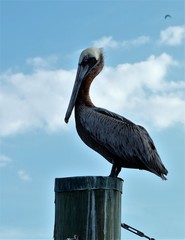 PELICAN