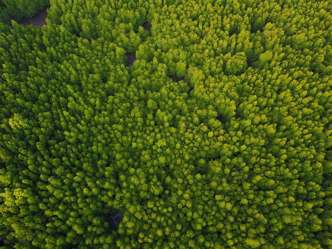 Mangrove forest aerial drone view © Richard Carey