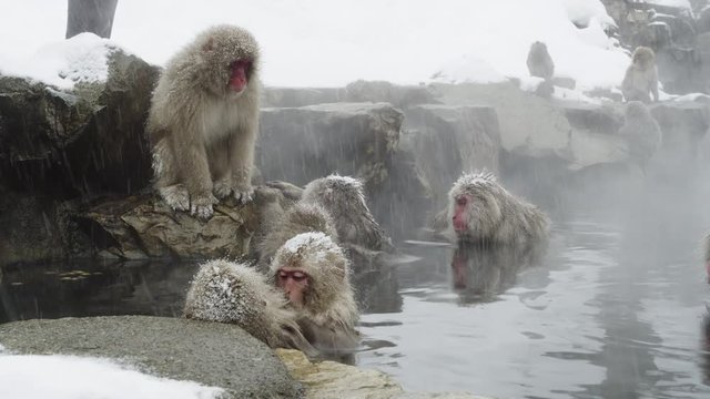 The Japanese Macaque (Snow) Monkeys enjoying a bath in the Onsen of Jigokudani Yaenkoen 