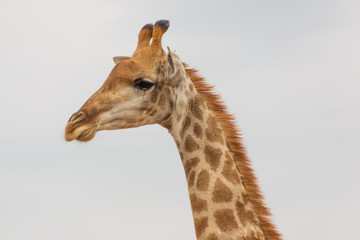 Giraffe Head seen from Left Side isolated against white sky Landscape orientation