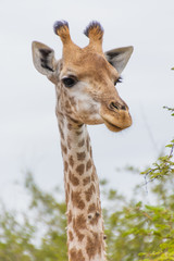 Giraffe long neck look right against white sky thorns portrait orientation