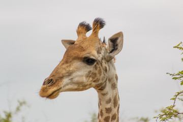 Giraffe Head seen from Left Side isolated against white sky Landscape orientation