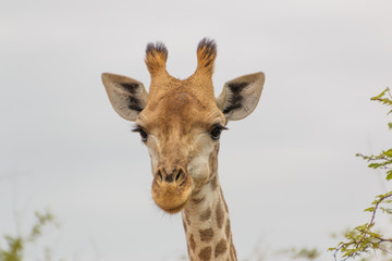 Giraffe looking into camera against white sky