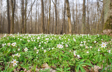 beautiful wild white flowers in forest