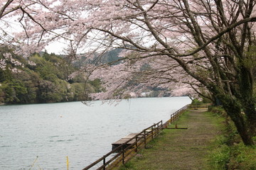Naklejka na ściany i meble ダム湖の桜
