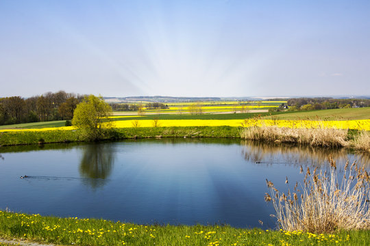 Spring landscape with pond and fields of rape