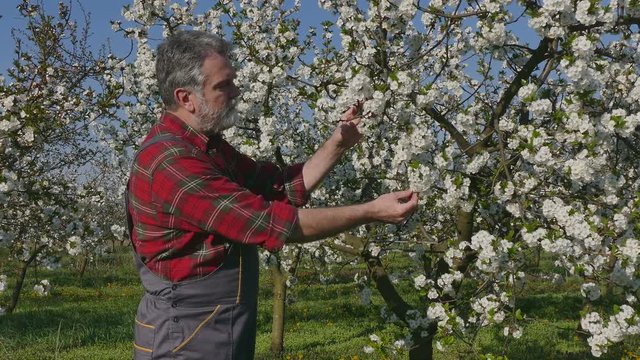 Agronomist or farmer examine blooming cherry trees in orchard