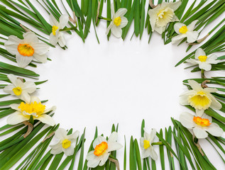 spring floral frame of flowers and green leaves of Narcissus on white background with space for text