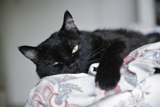 Gatto nero sonnecchia sopra una coperta