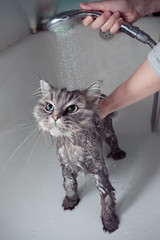 Bath the cat
