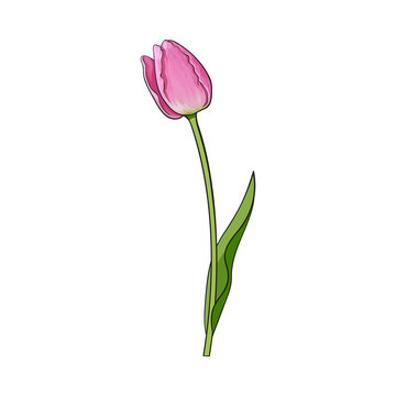 Hand drawn of side view pink tulip flower, sketch style vector illustration isolated on white background. Realistic hand drawing of tulip flower, decoration element