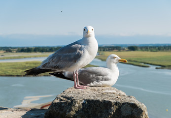 Seagull stand on pole with blue background.